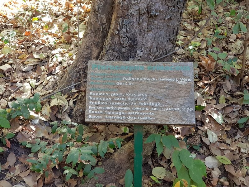 Herbeplanten Palissander